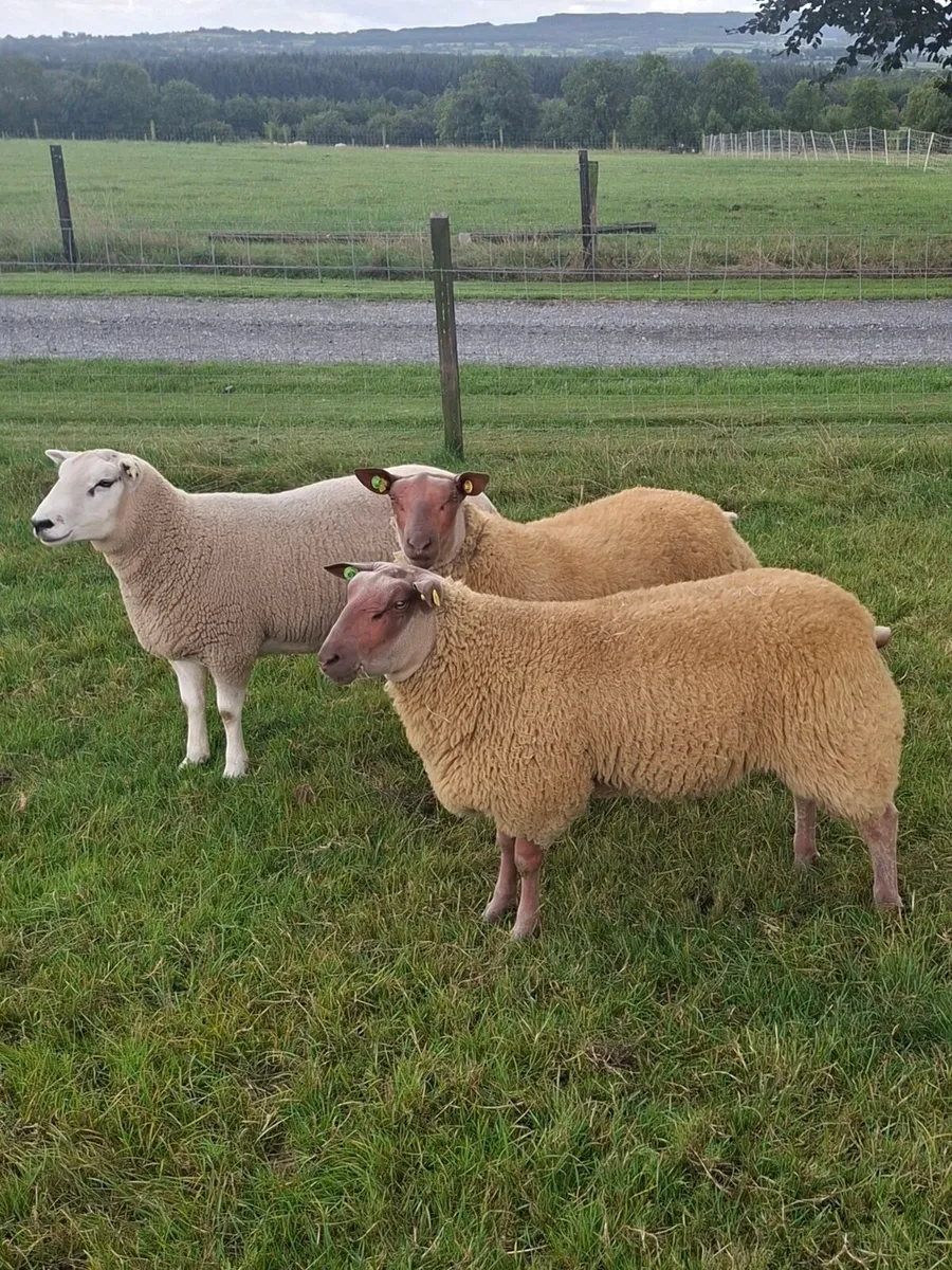 Rouge & Lleyn Rams - Image 1