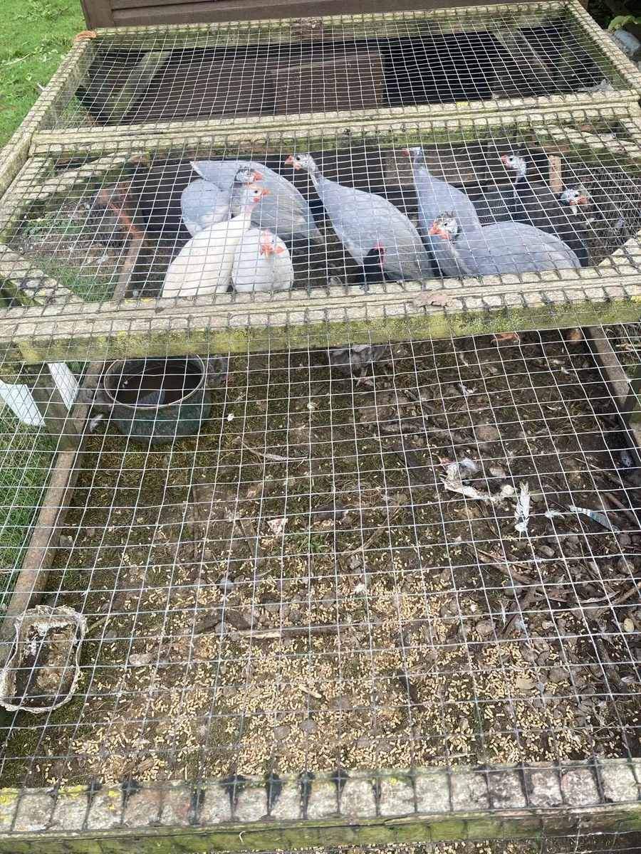 Hens and Chickens and Guinea fowl - Image 1