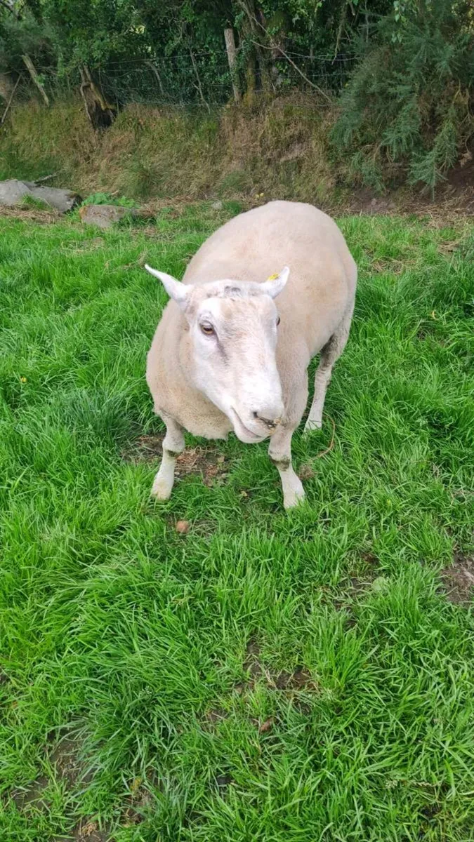 Pedigree registered Bellclaire Ram 3 year old - Image 2