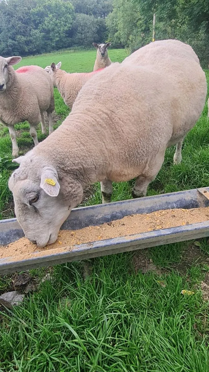 Pedigree registered Bellclaire Ram 3 year old - Image 3