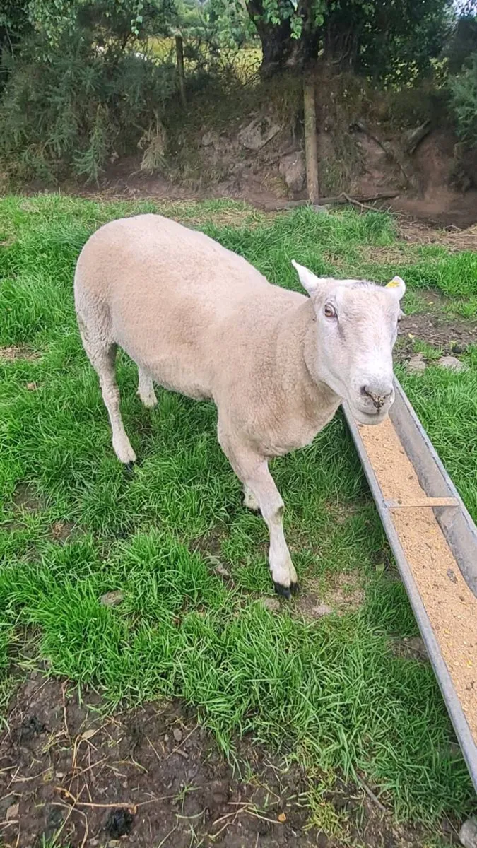 Pedigree registered Bellclaire Ram 3 year old - Image 4