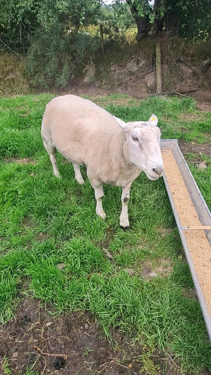 Pedigree registered Bellclaire Ram 3 year old - Image 1