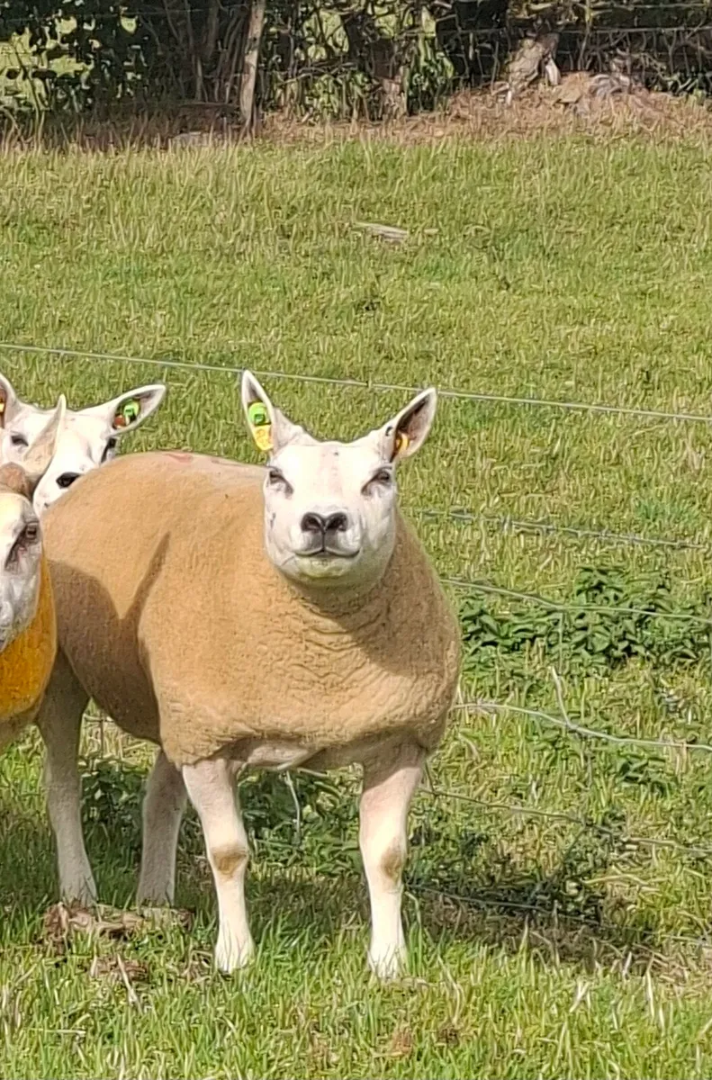 Pedigree Beltex Hogget ewes - Image 1