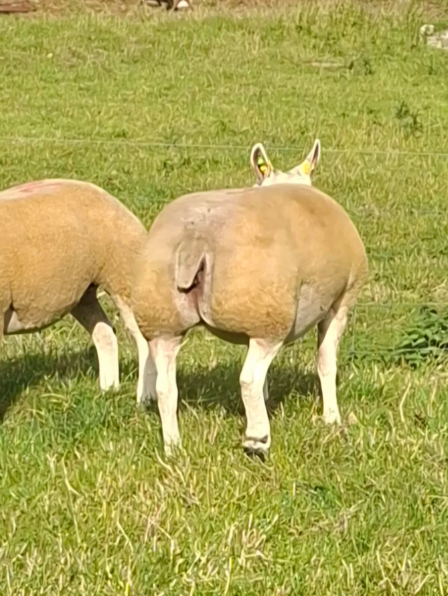 Pedigree Beltex Hogget ewes - Image 2