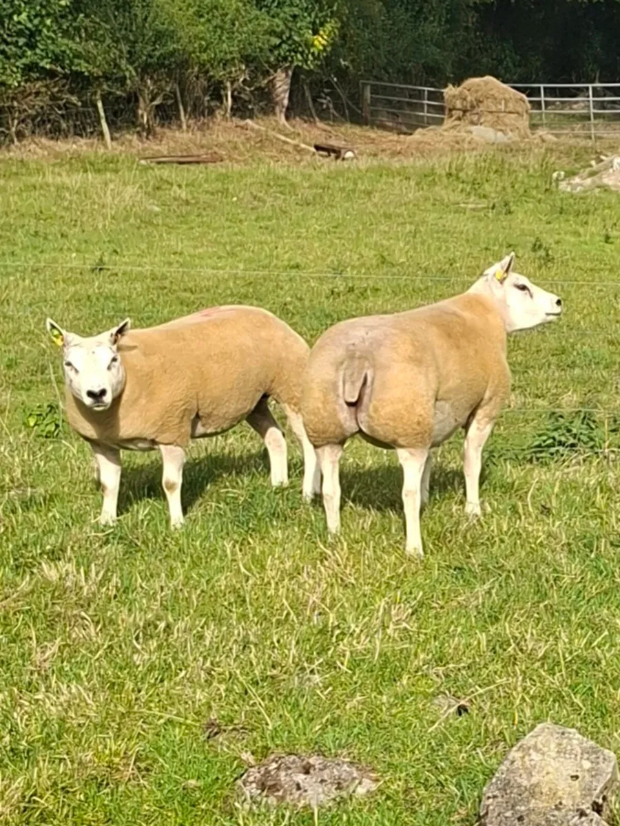 Pedigree Beltex Hogget ewes - Image 3