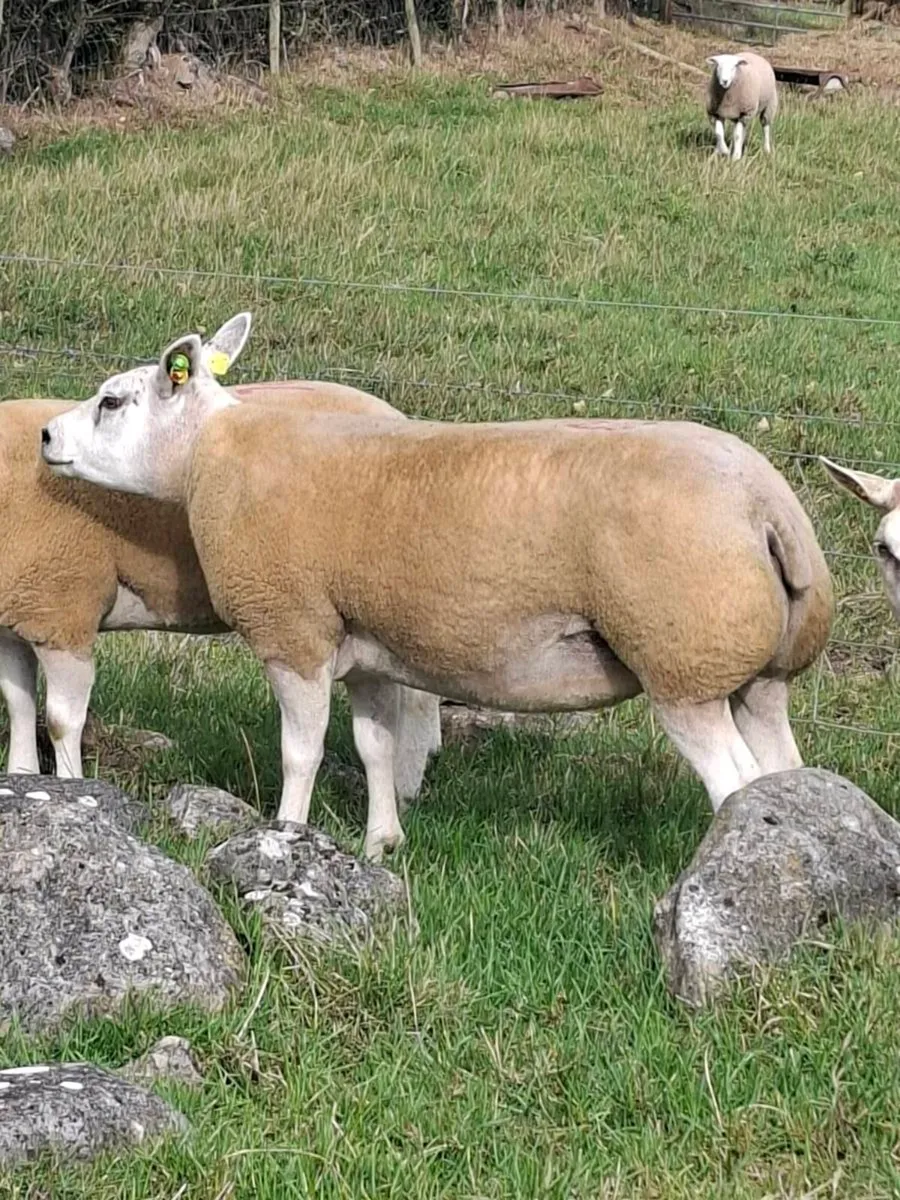 Pedigree Beltex Hogget ewes - Image 4