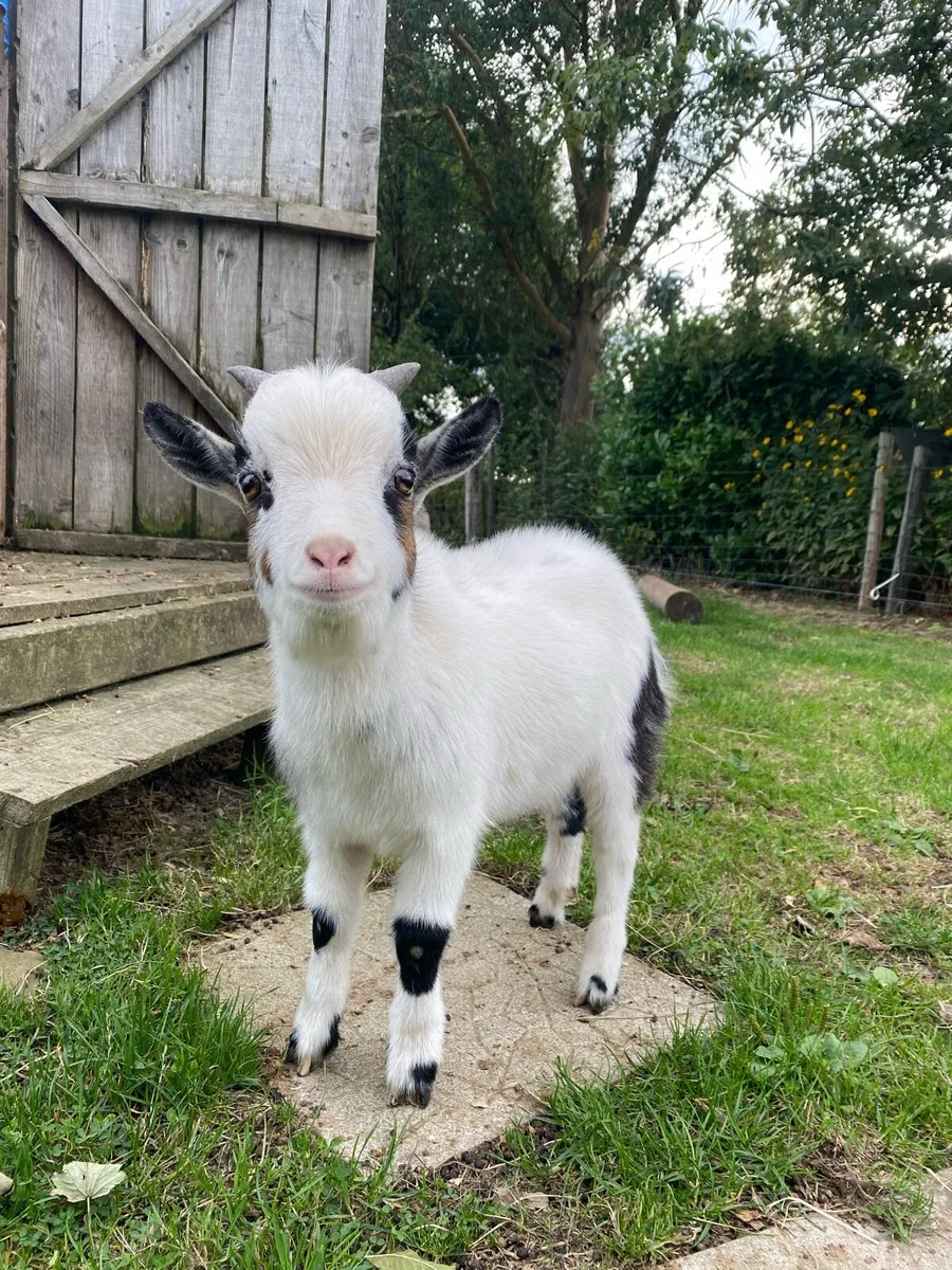 Pygmy Goat