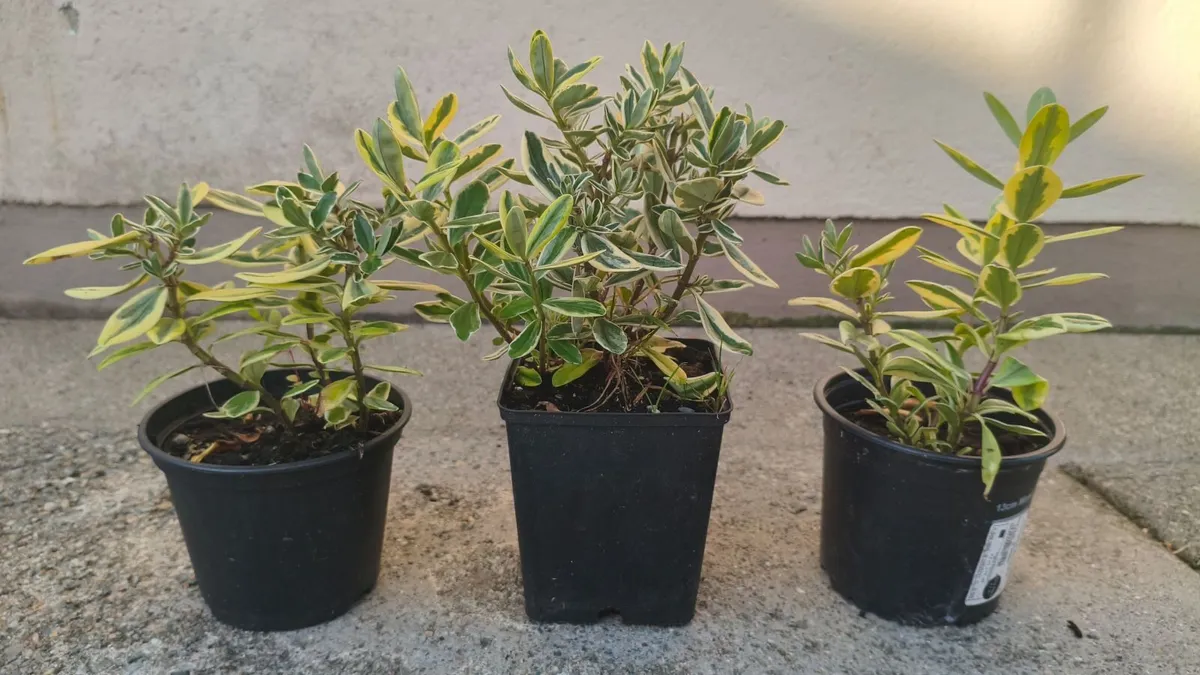 Hebe Queen Silver Plants - Image 2