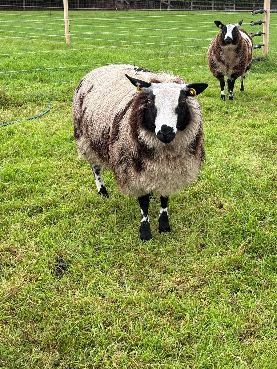 Dutch Spotted - Image 2