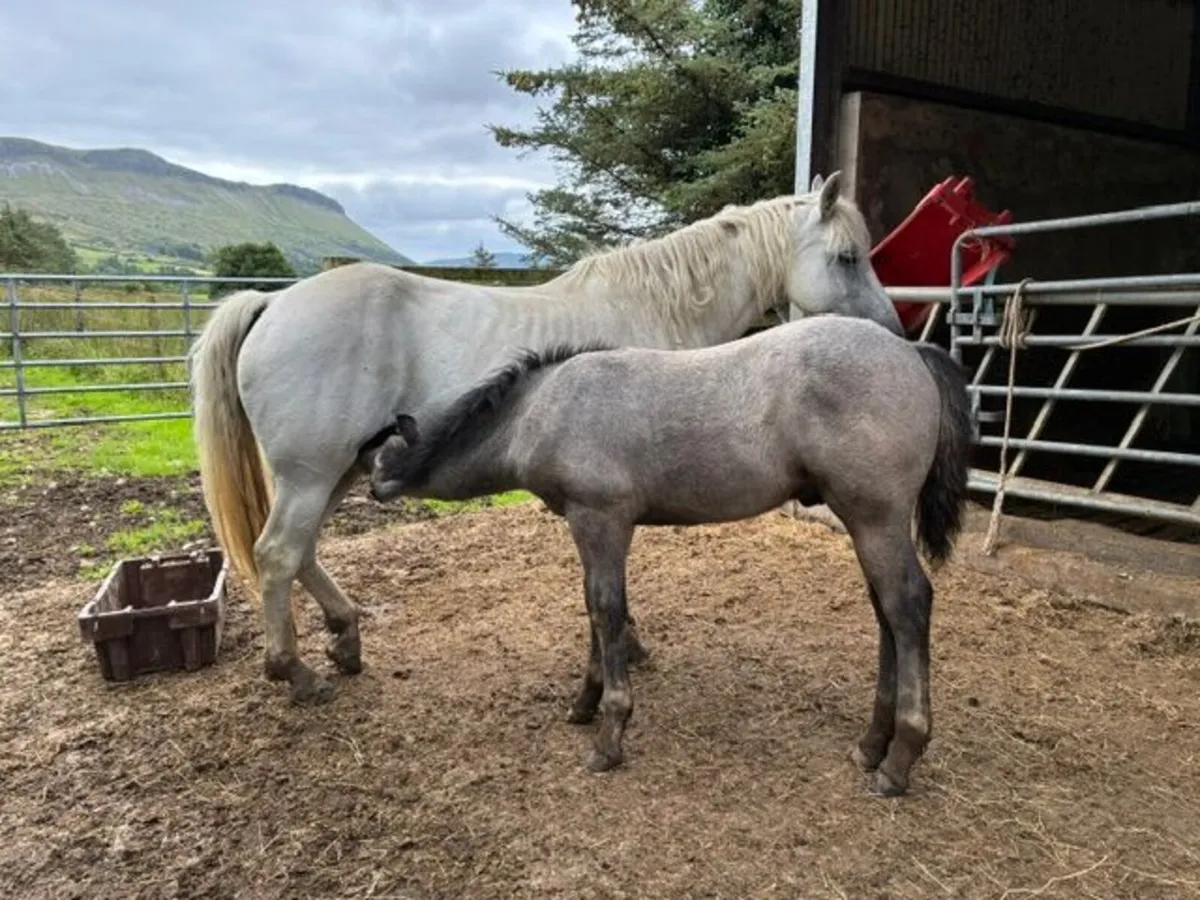 Connemara Ponies - Image 1