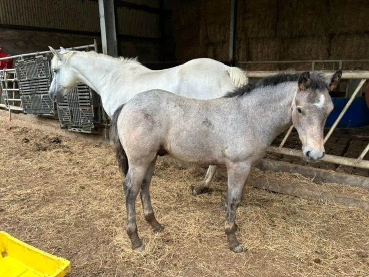 Connemara Ponies - Image 2
