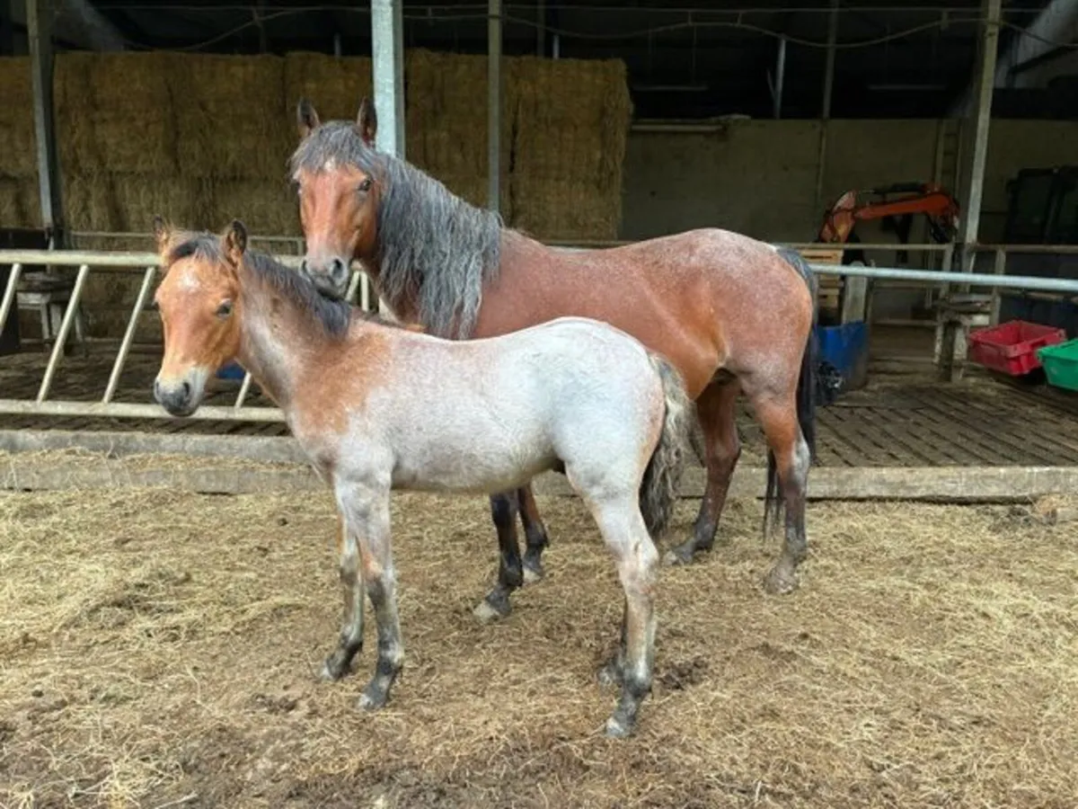 Connemara Ponies - Image 4