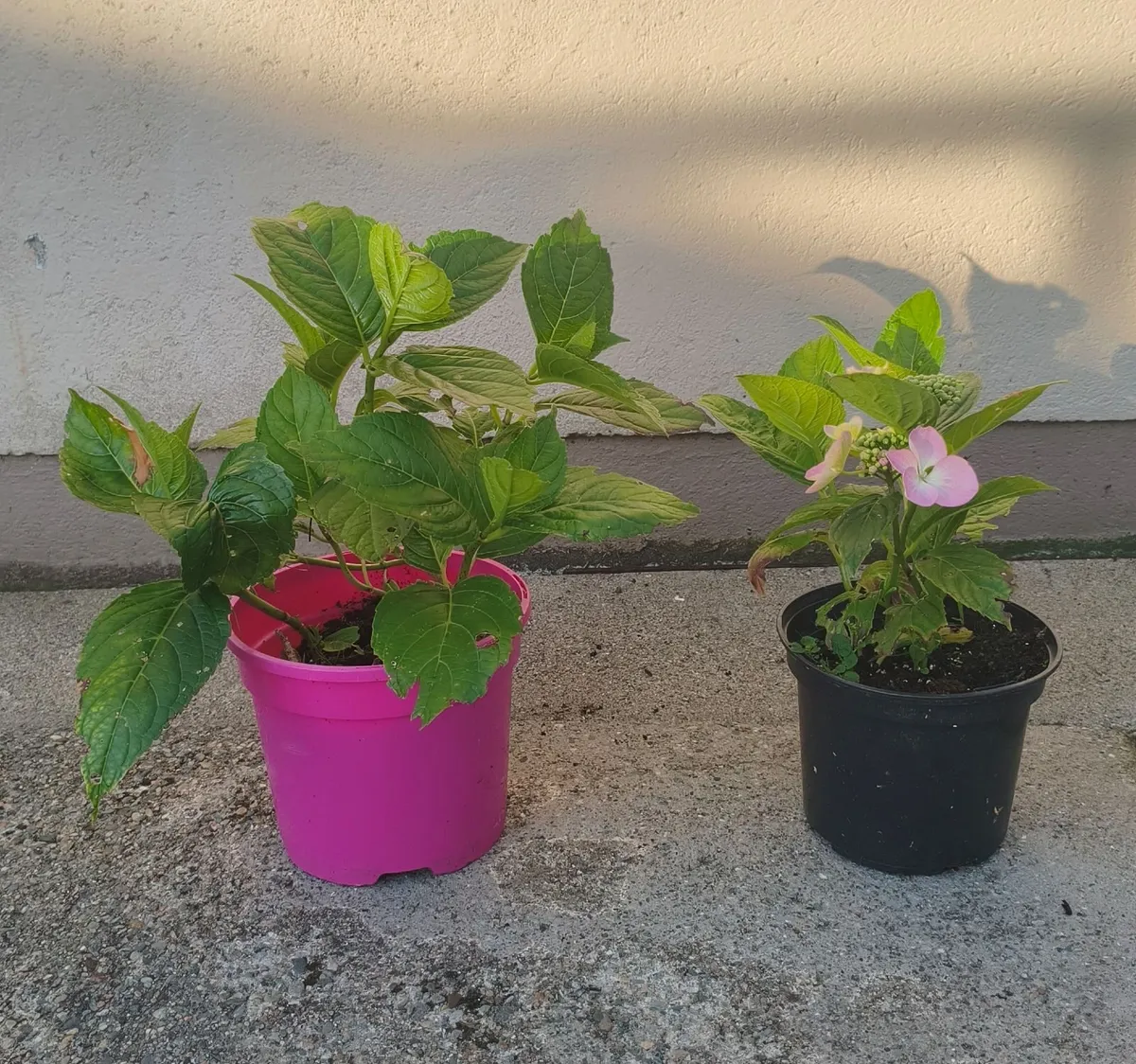 Hydrangea Plants - Image 3