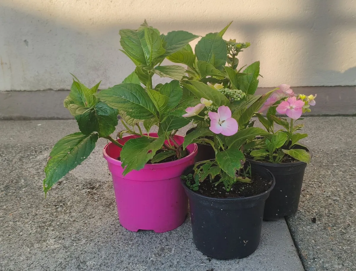 Hydrangea Plants - Image 1