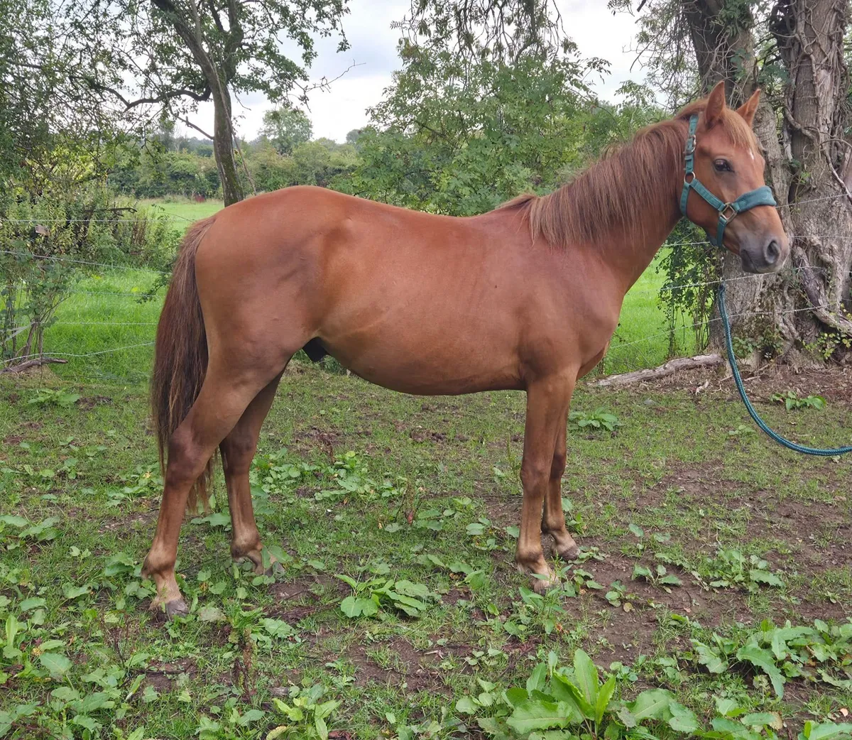 2 year old chestnut connemara - Image 1