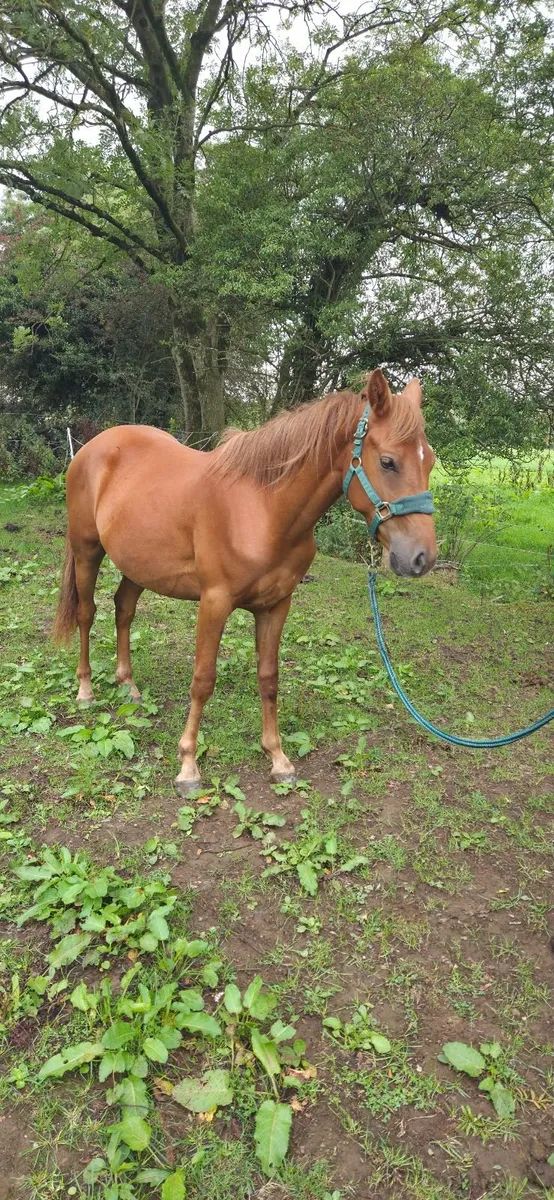 2 year old chestnut connemara - Image 3