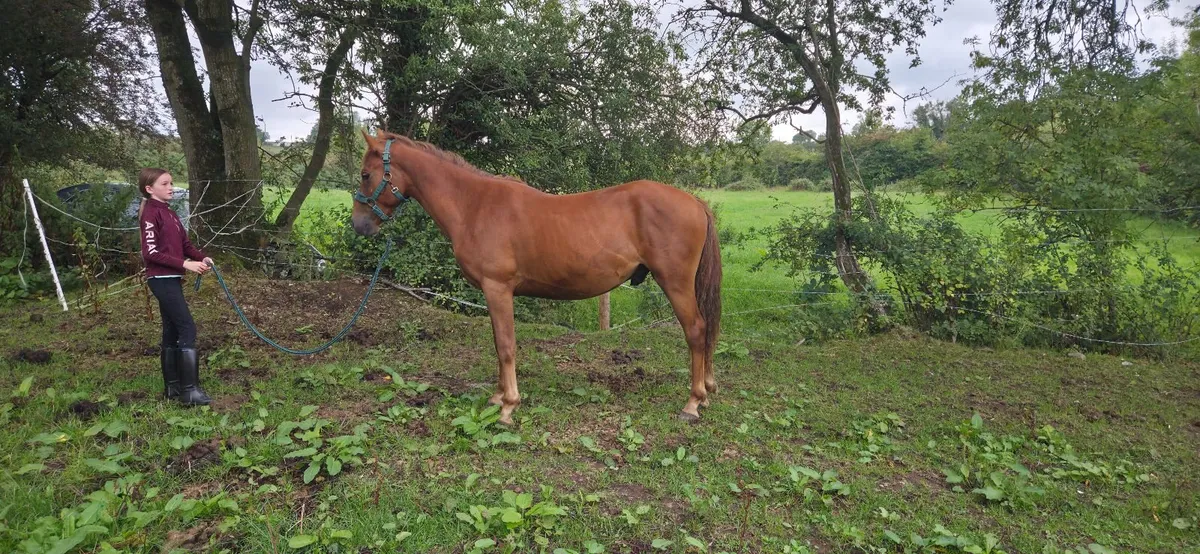 2 year old chestnut connemara - Image 4