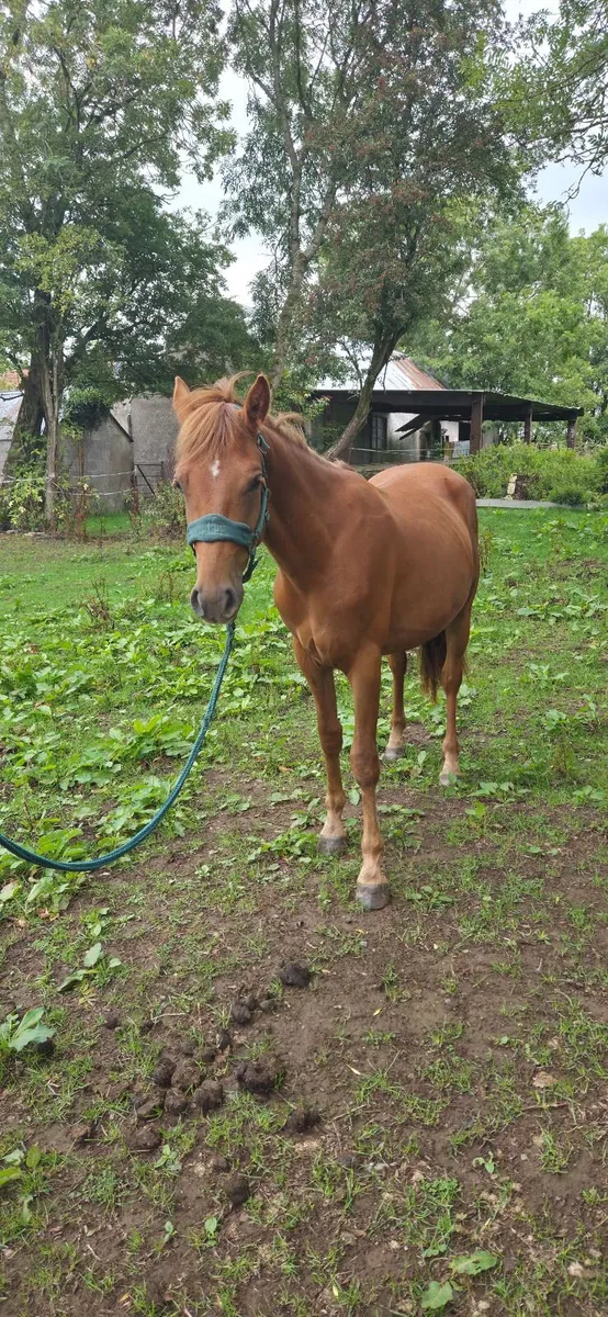 2 year old chestnut connemara - Image 2