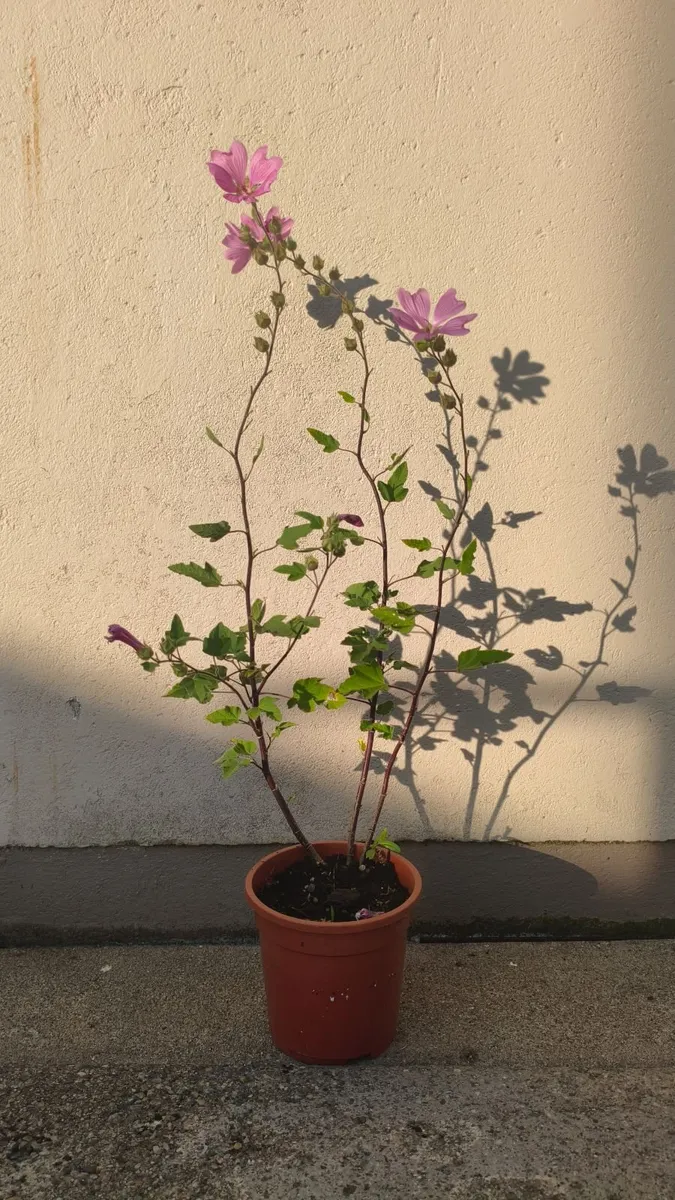 Tree Mallow Plants - Image 1