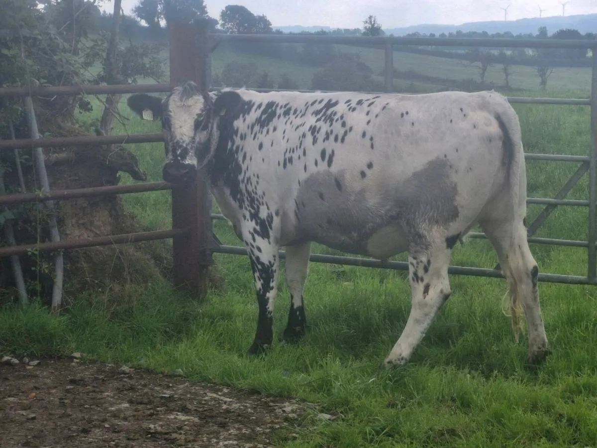 Speckle park in calf heifer - Image 4