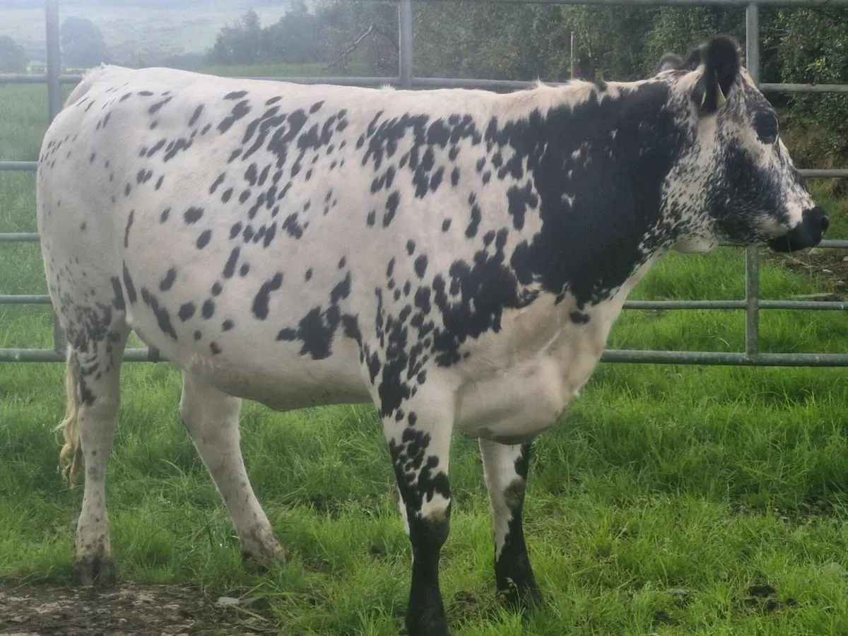 Speckle park in calf heifer - Image 1