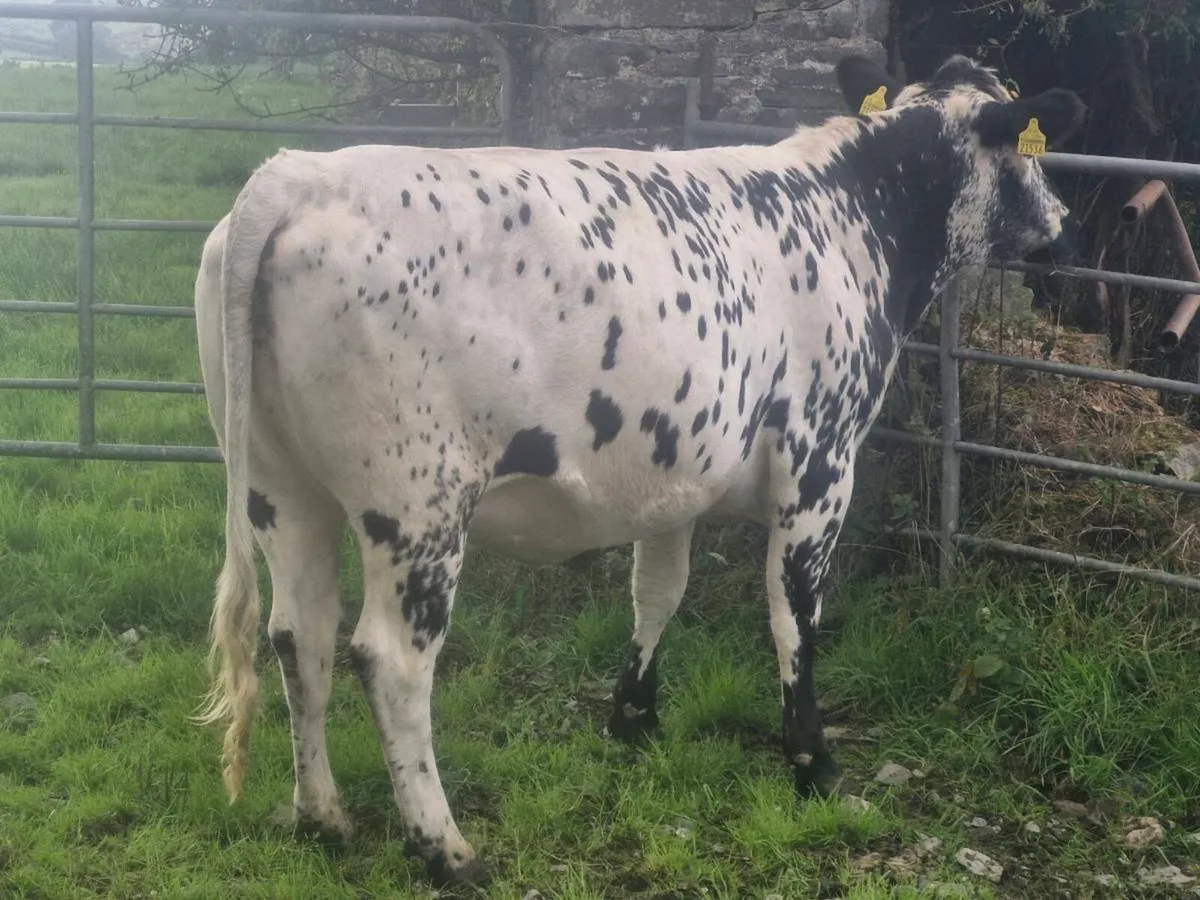Speckle park in calf heifer - Image 2