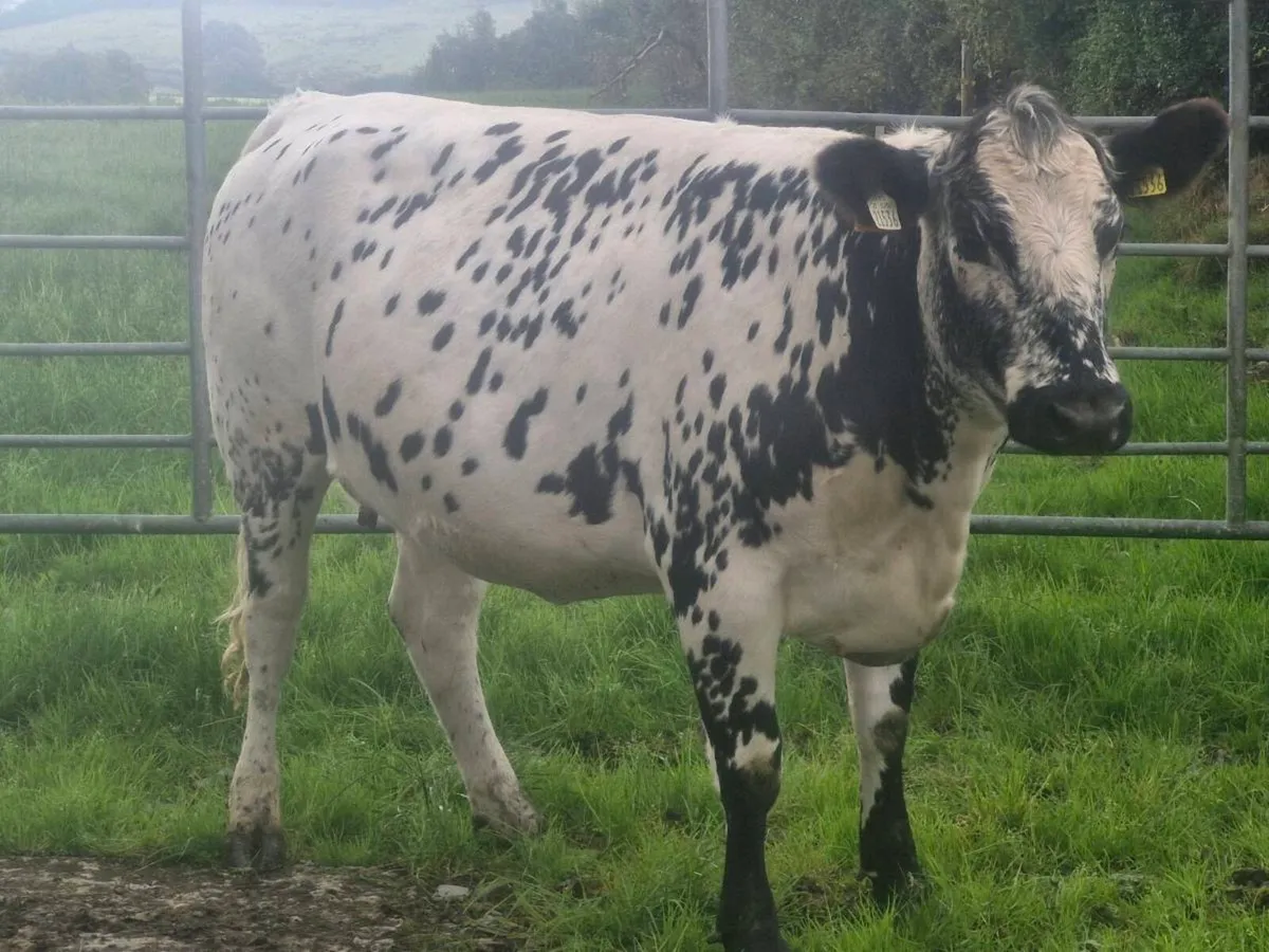 Speckle park in calf heifer - Image 3