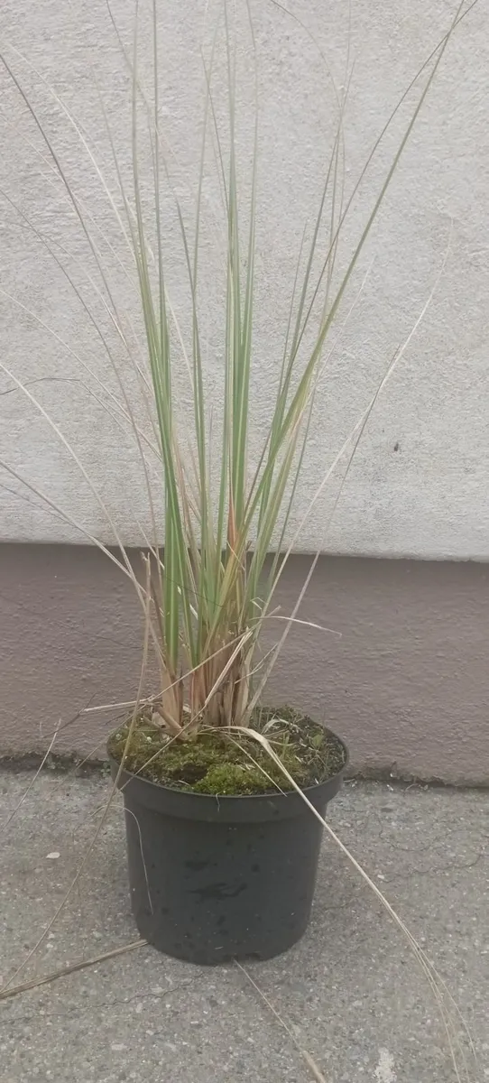 Large Pampass Grass Plants - Image 1