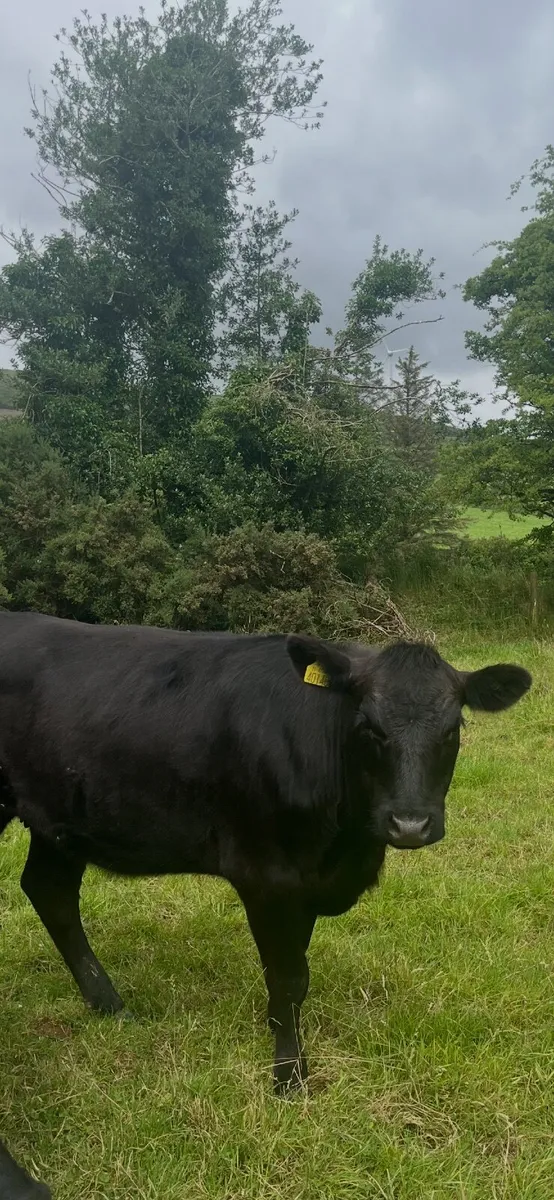 Purebred Angus Heifers - Image 1