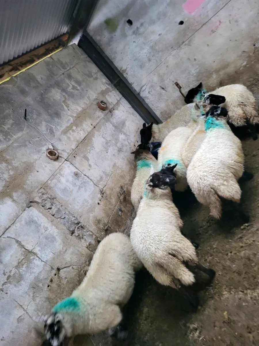 Ewes lambs - Image 2