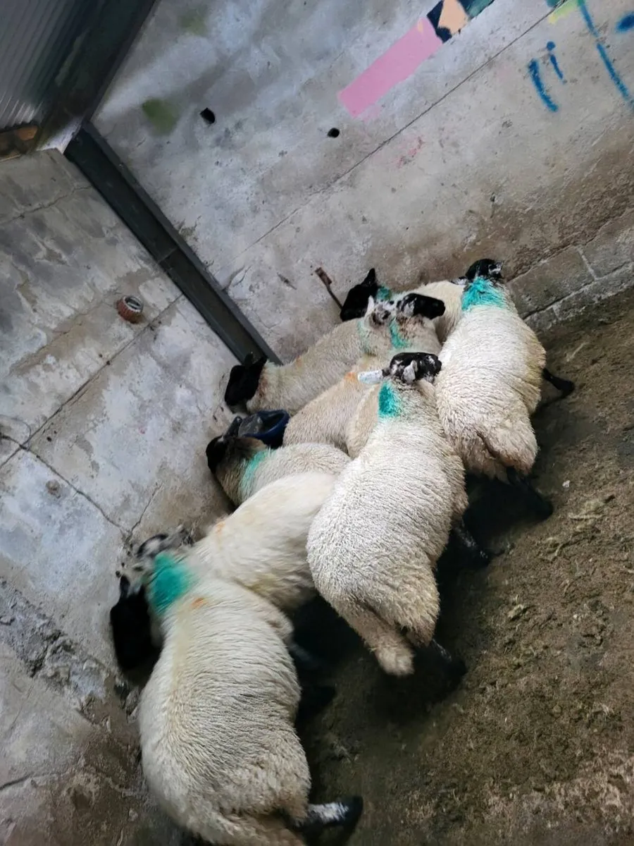 Ewes lambs - Image 1