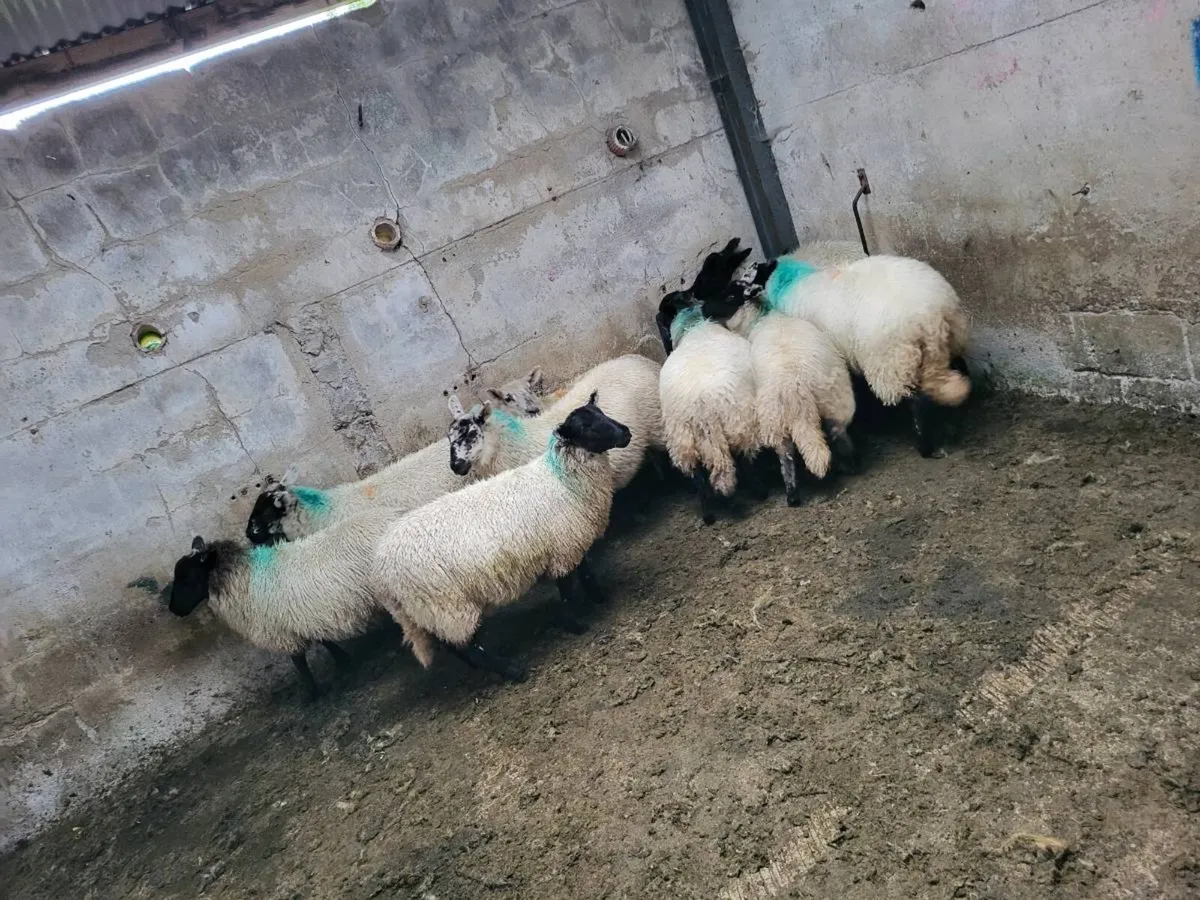 Ewes lambs - Image 3