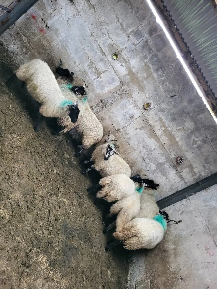 Ewes lambs - Image 4