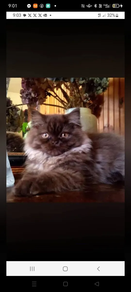 Beautiful Persian kittens - Image 2