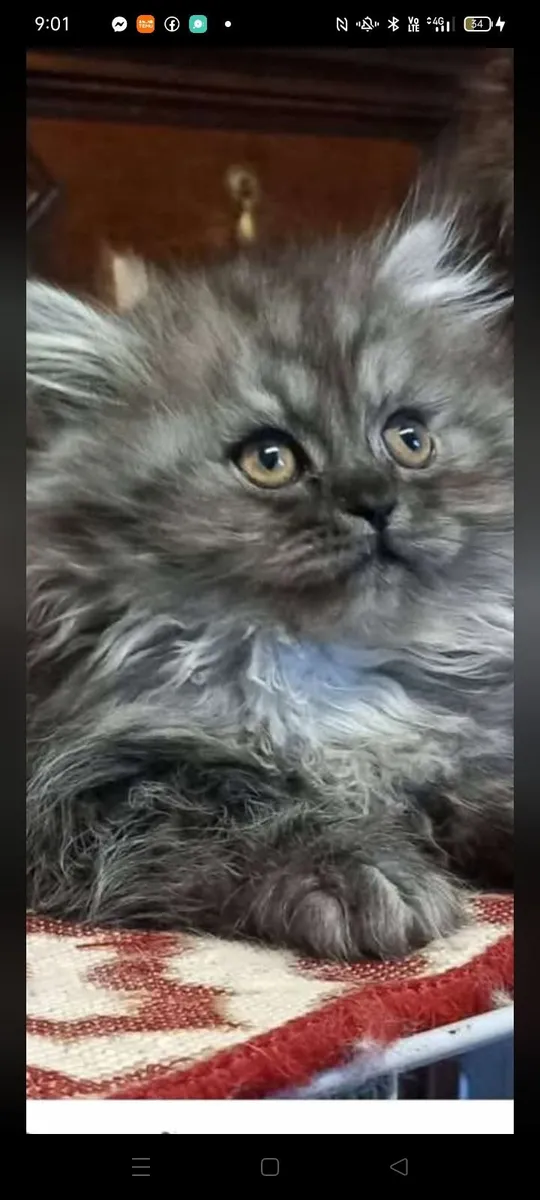Beautiful Persian kittens - Image 1