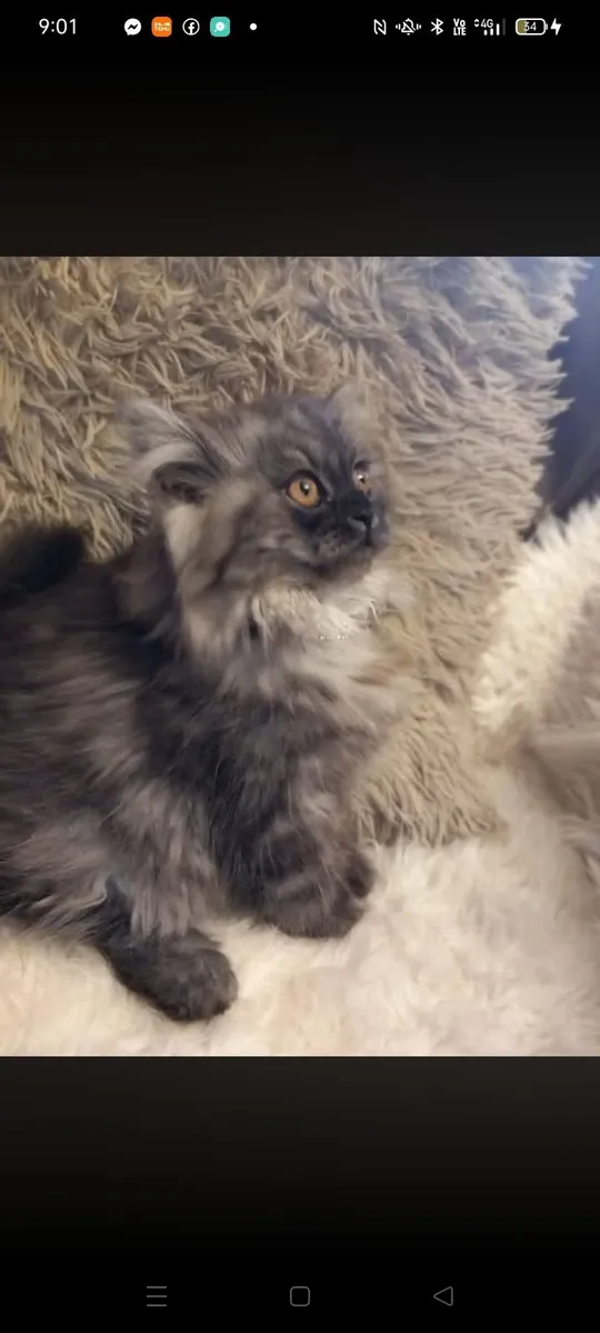 Beautiful Persian kittens - Image 3