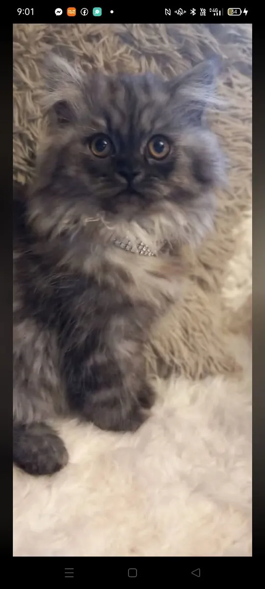 Beautiful Persian kittens - Image 4