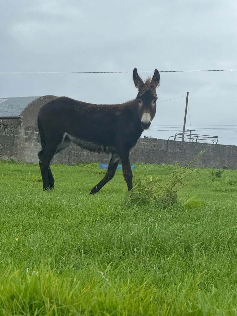 Filly - Image 1