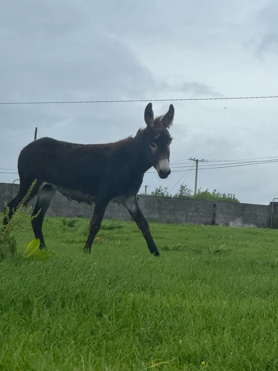 Filly - Image 2