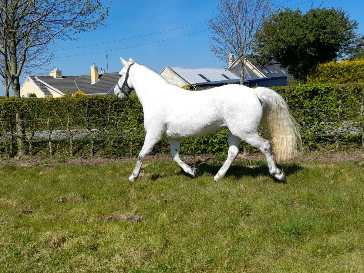 Connemara Colt Foal - Image 3