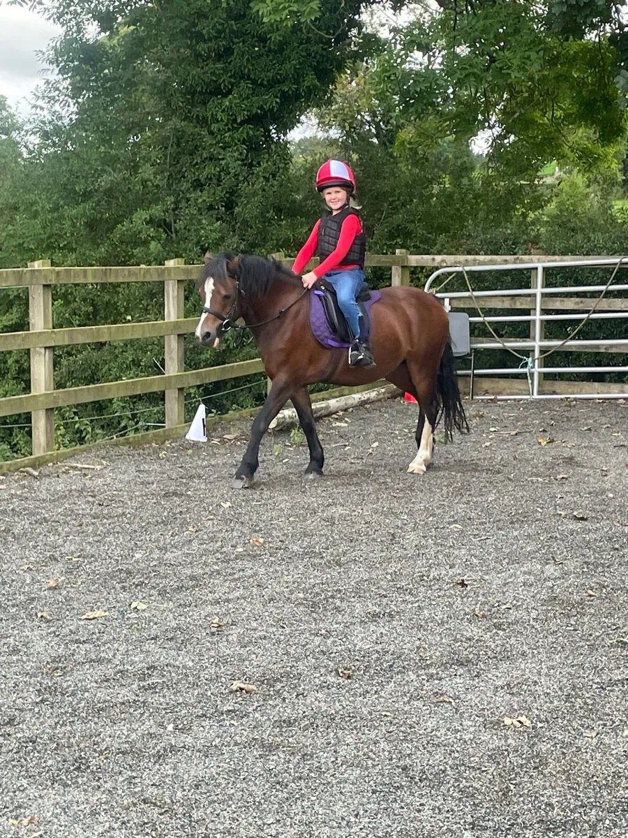 Super Pony - Image 1