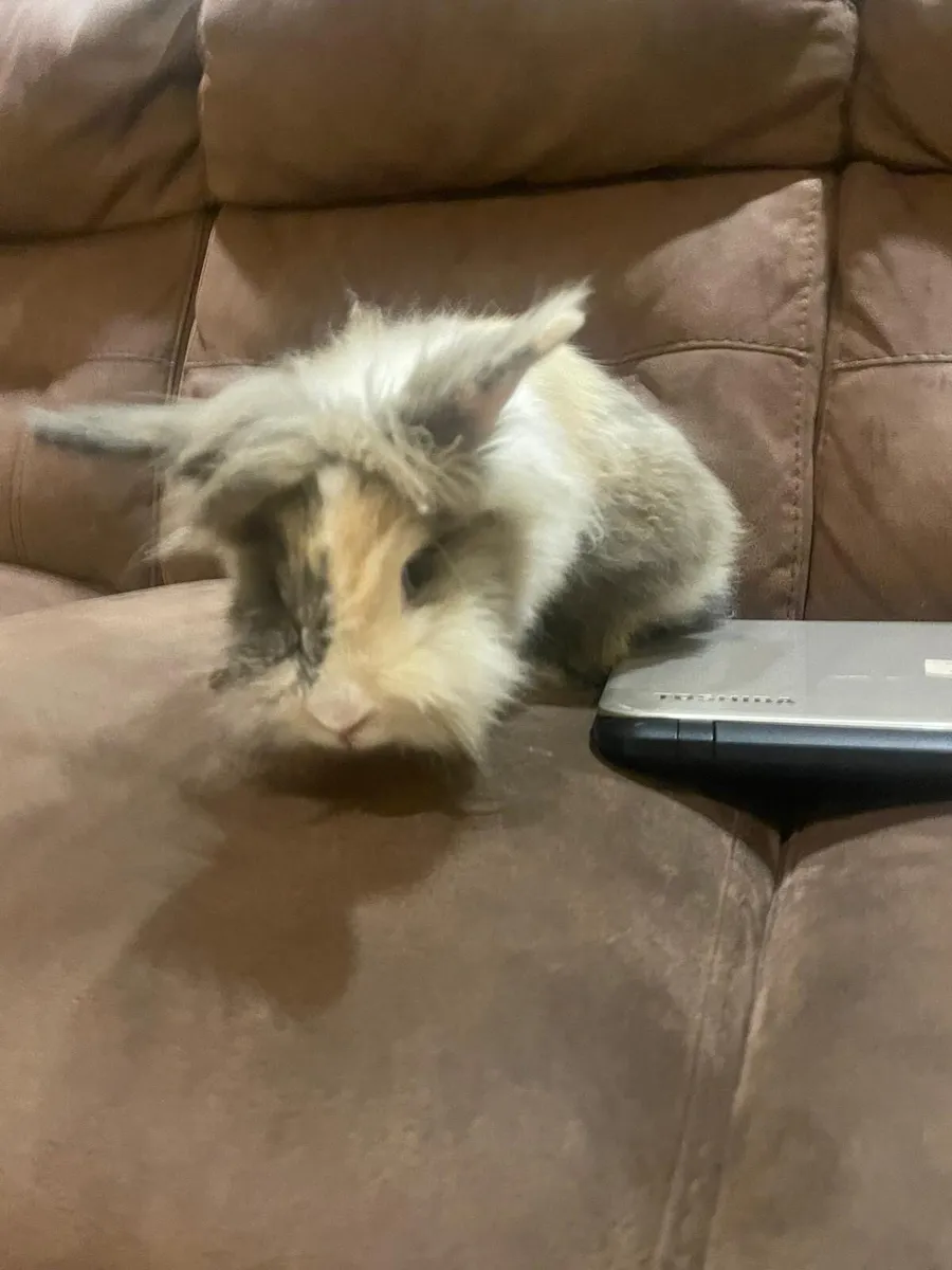 Lion head rabbit - Image 2