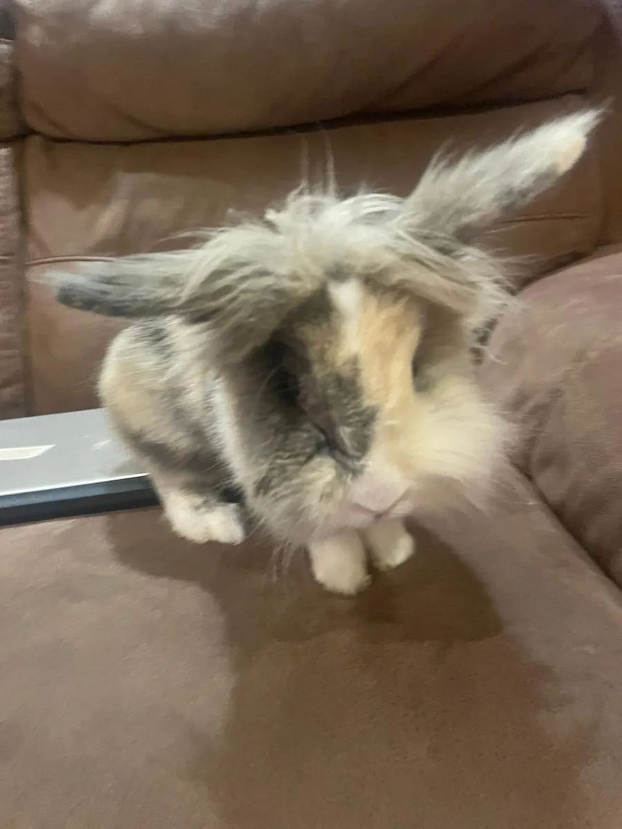 Lion head rabbit - Image 3