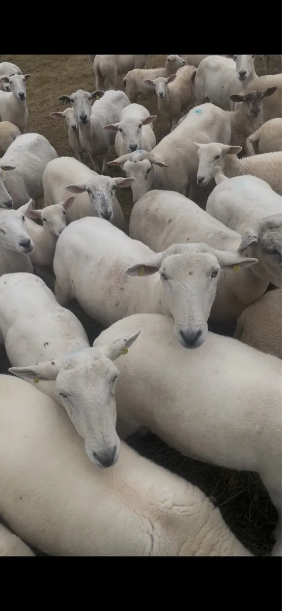 Easycare ewes - Image 1
