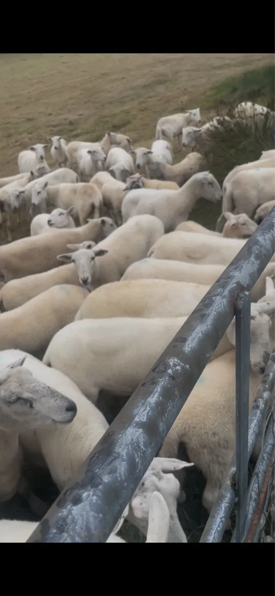 Easycare ewes - Image 2