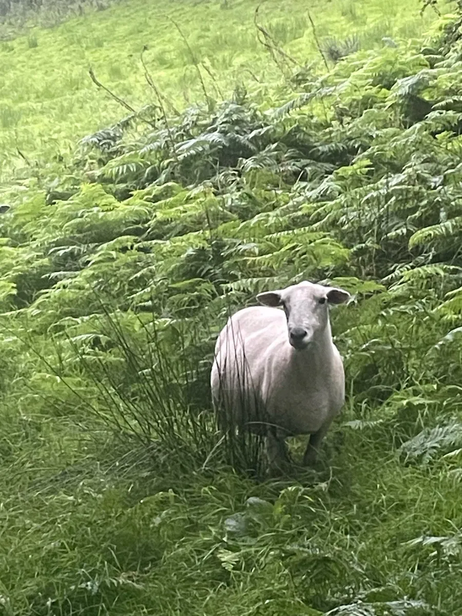 Easycare ewes - Image 3