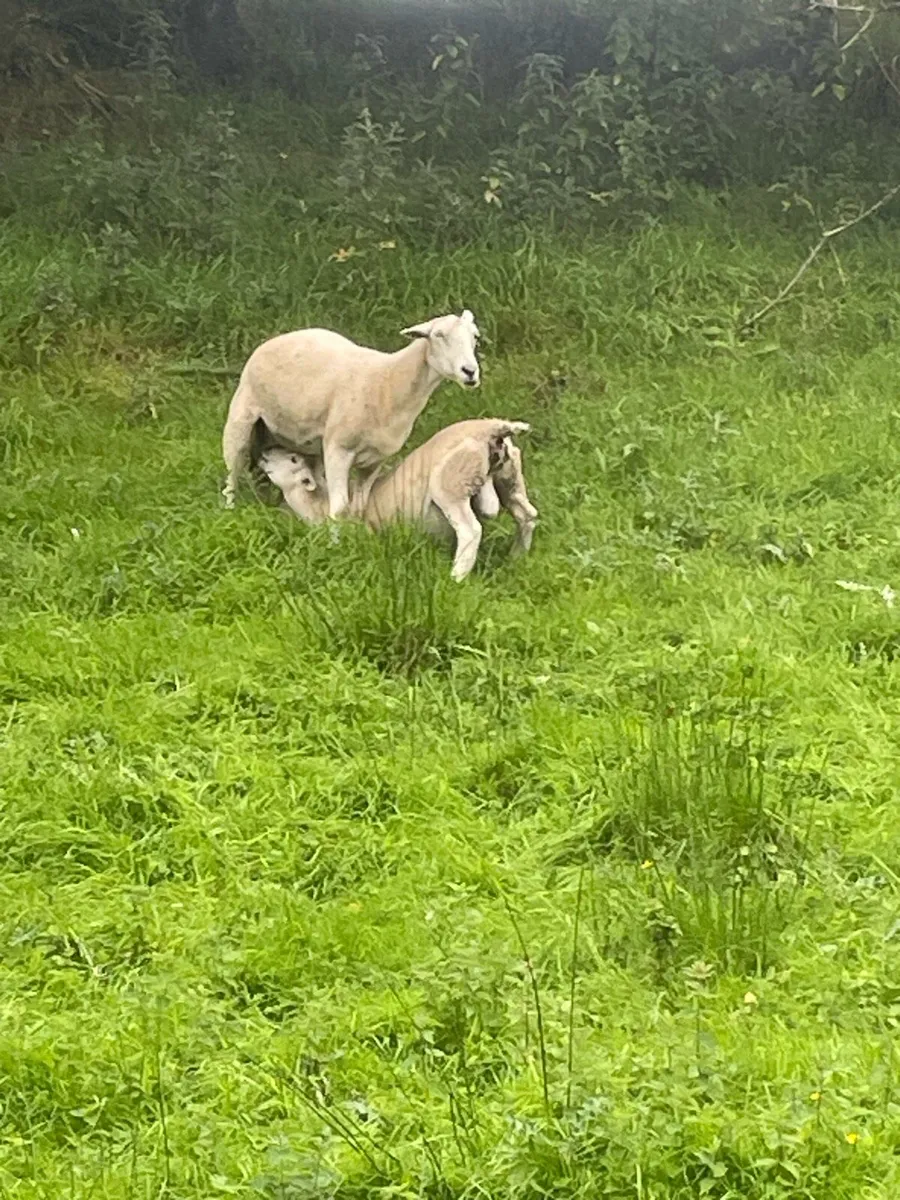 Easycare ewes - Image 4