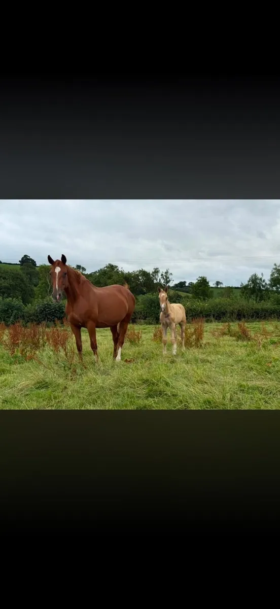 Quality mare with Palamino foal at foot - Image 3
