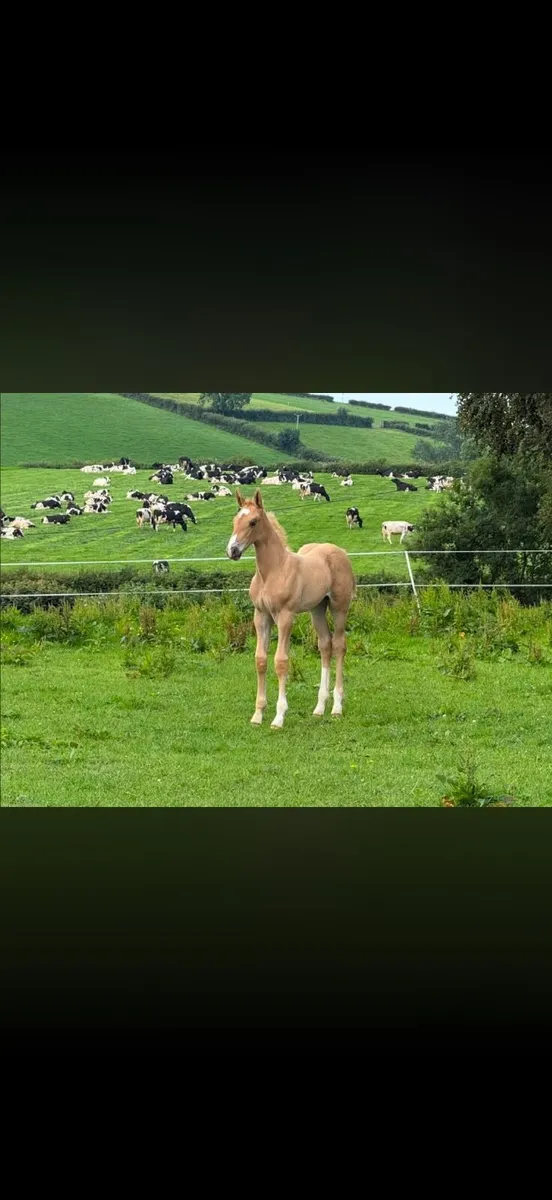 Quality mare with Palamino foal at foot - Image 4
