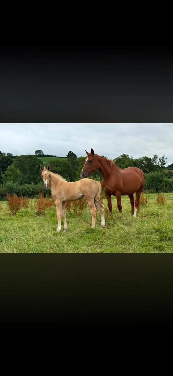 Quality mare with Palamino foal at foot - Image 1